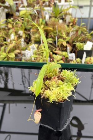 Close Up of Nepenthes tenuis | Florae Collaborative | | IN24687