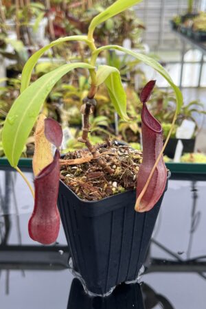 Close Up of Nepenthes tobaica | Borneo Exotics | BE-4089 | IN24750