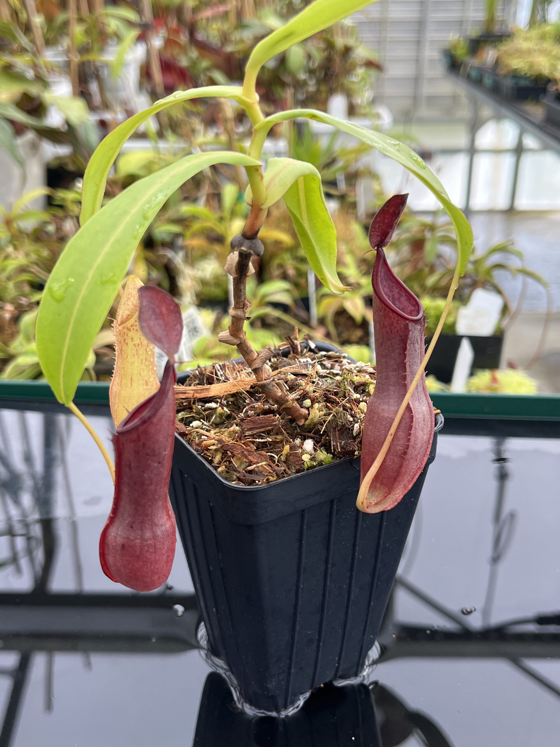 Close Up of Nepenthes tobaica | Borneo Exotics | BE-4089 | IN24750