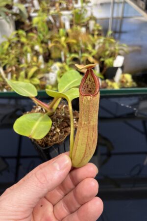 Close Up of Nepenthes truncata | Borneo Exotics | BE-3203 | L23852