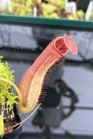 Close Up of Nepenthes truncata | Borneo Exotics | BE-3203 | L24690