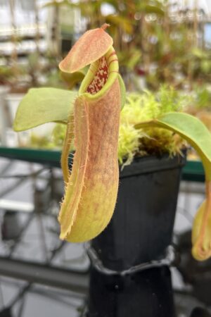 Close Up of Nepenthes truncata (Dinagat, Philippines) | Andreas Wistuba | AW-ISC | IN24683