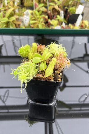 Close Up of Nepenthes truncata 'Giant' x truncata (c) | JH | Florae | Assorted Clones | Jeremiah Harris | JH-419 | IN23747