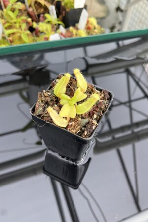 Close Up of Nepenthes truncata (c) #55 x truncata (a) | Florae | Seed Grown | Florae Collaborative | FC-453.00 | IN23746