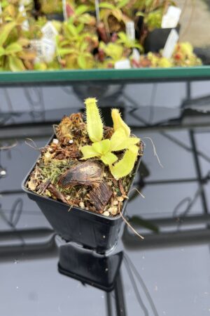 Close Up of Nepenthes truncata (c) #55 x truncata (a) | Florae | Seed Grown | Florae Collaborative | FC-453.00 | IN23753