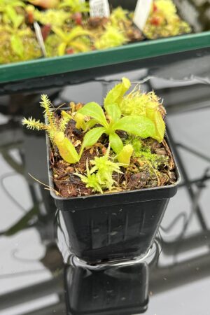Close Up of Nepenthes (truncata x ephippiata) x villosa | JH | Florae | Jeremiah Harris | JH-352.11 | IN23921
