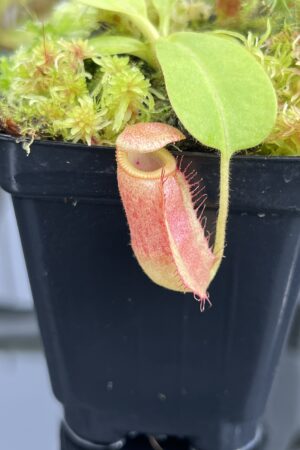 Close Up of Nepenthes (truncata x ephippiata) x villosa | JH | Florae | Jeremiah Harris | JH-352.11 | IN24692