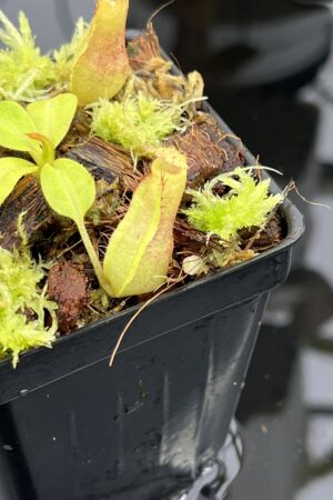 Close Up of Nepenthes truncata x villosa | Florae Collaborative | FC-355.13 | IN23922
