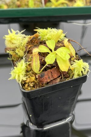 Close Up of Nepenthes truncata x villosa | JH | Clone 6 | Jeremiah Harris | JH-355.06 | IN23919