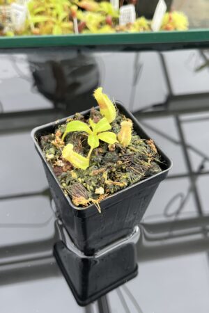 Close Up of Nepenthes truncata x villosa | JH | Clone 6 | Jeremiah Harris | JH-355.06 | IN24775