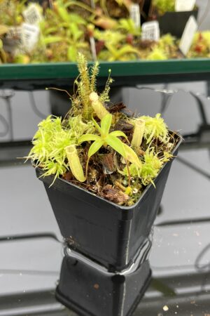 Close Up of Nepenthes ulukaliana Genting HL | EL | Florae | Assorted Clones | Florae Collaborative | FC-369 | IN23927