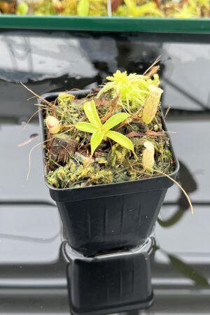 Close Up of Nepenthes ulukaliana Genting HL | EL | Florae | Assorted Clones | Florae Collaborative | FC-369 | IN24759