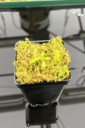 Close Up of Nepenthes undulatifolia | Florae Collaborative | FC-203.IC | H23870