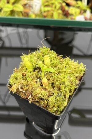 Close Up of Nepenthes undulatifolia | Florae Collaborative | FC-203.IC | H23871