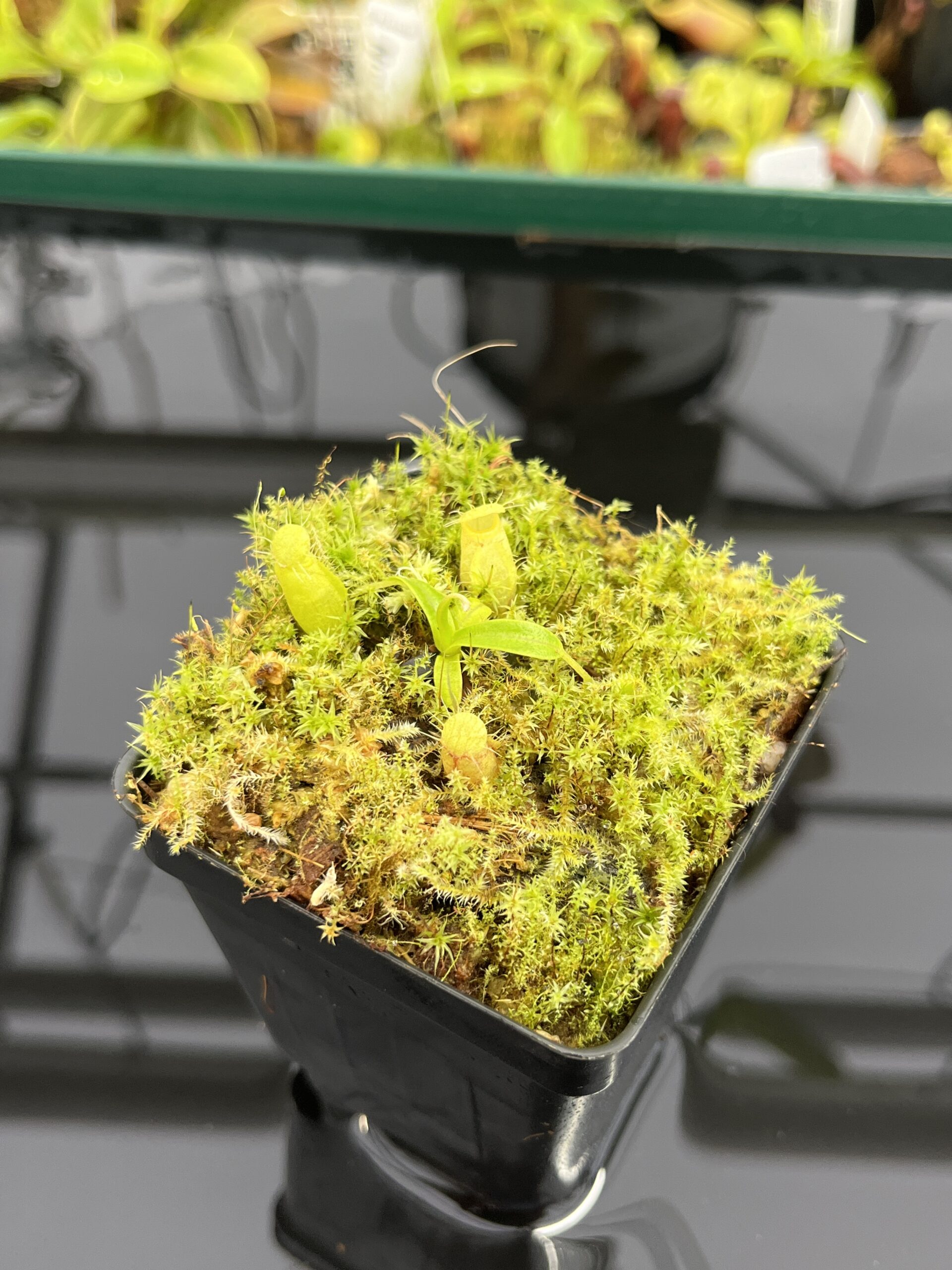 Close Up of Nepenthes undulatifolia | Florae Collaborative | FC-203.IC | H23871