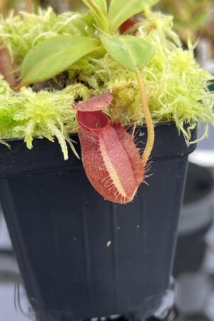Close Up of Nepenthes undulatifolia x macrophylla | Andreas Wistuba | AW-ISC | H24706