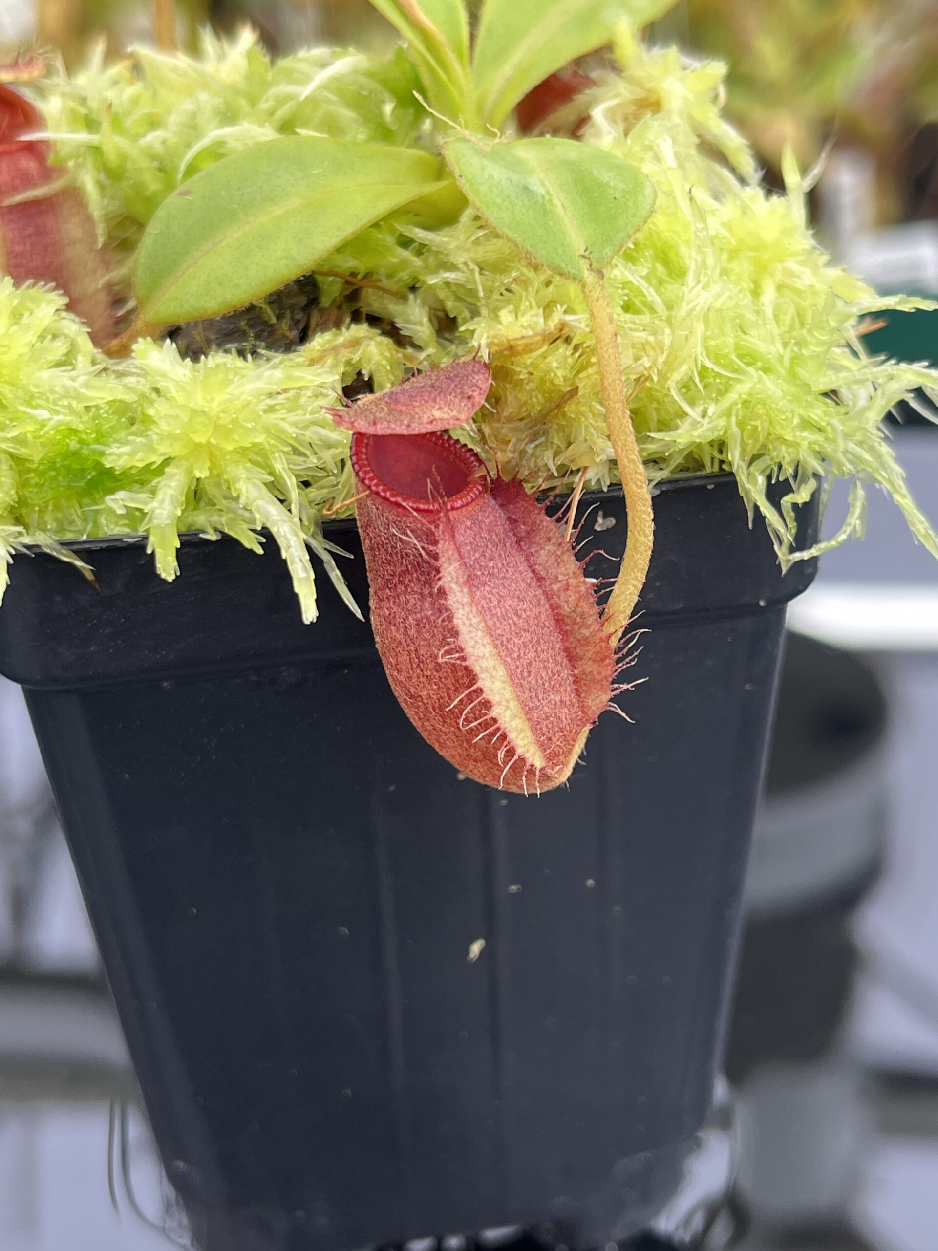 Close Up of Nepenthes undulatifolia x macrophylla | Andreas Wistuba | AW-ISC | H24706