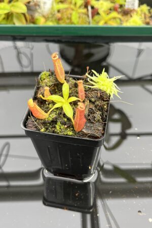 Close Up of Nepenthes (veitchi x lowii) x edwardsiana | Florae | Clone 5 | Florae Collaborative | FC-122.05 | IN23929