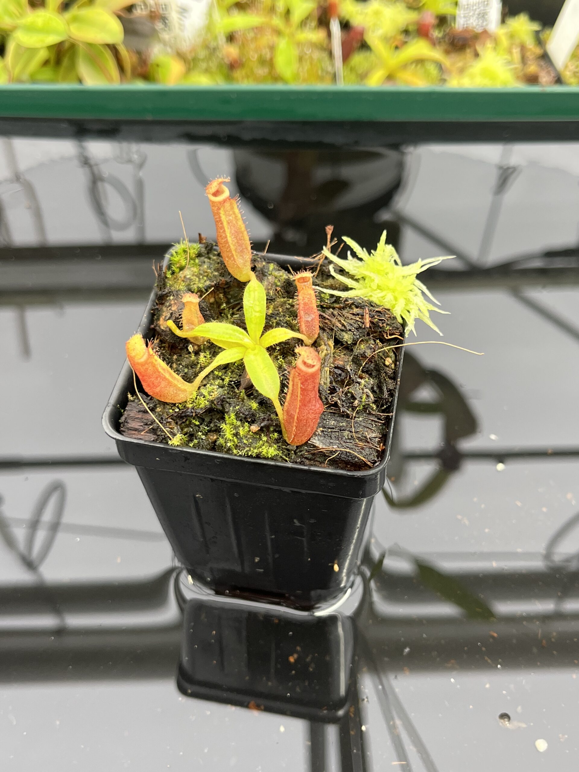 Close Up of Nepenthes (veitchi x lowii) x edwardsiana | Florae | Clone 5 | Florae Collaborative | FC-122.05 | IN23929