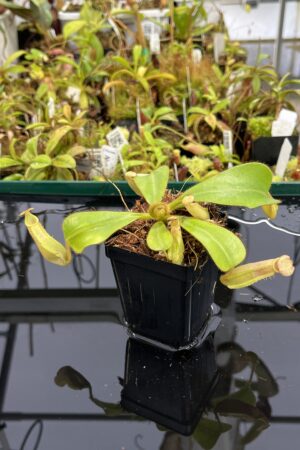 Close Up of Nepenthes veitchii | Borneo Exotics | BE-4033 | L23888