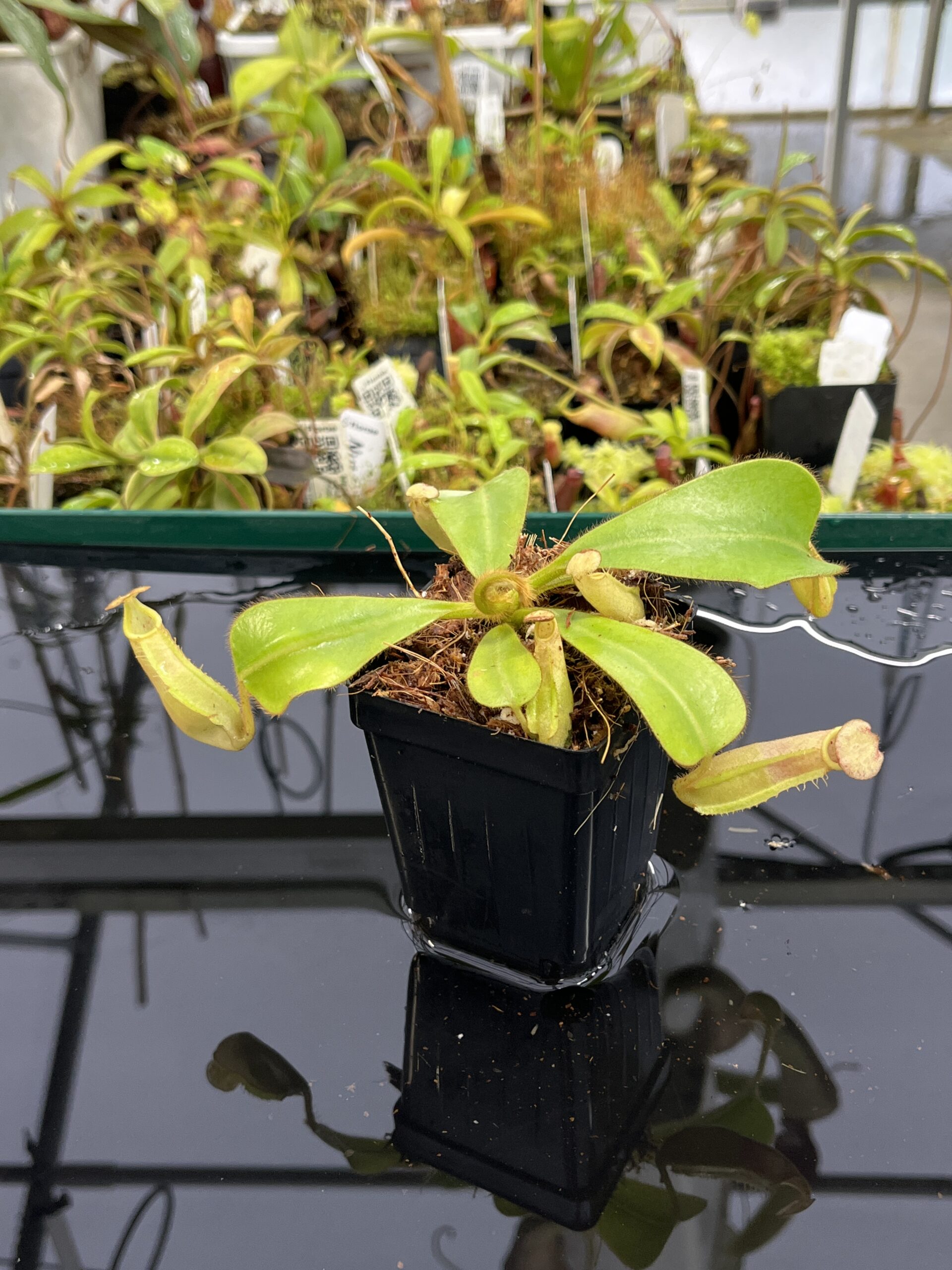 Close Up of Nepenthes veitchii | Borneo Exotics | BE-4033 | L23888