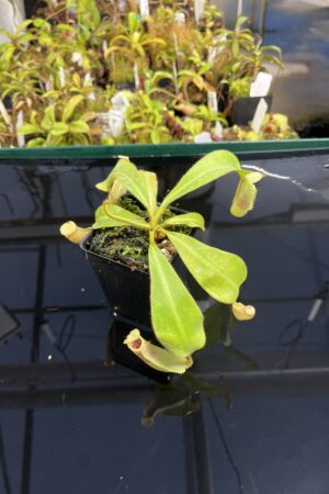 Close Up of Nepenthes veitchii | Borneo Exotics | BE-4087 | IN23855