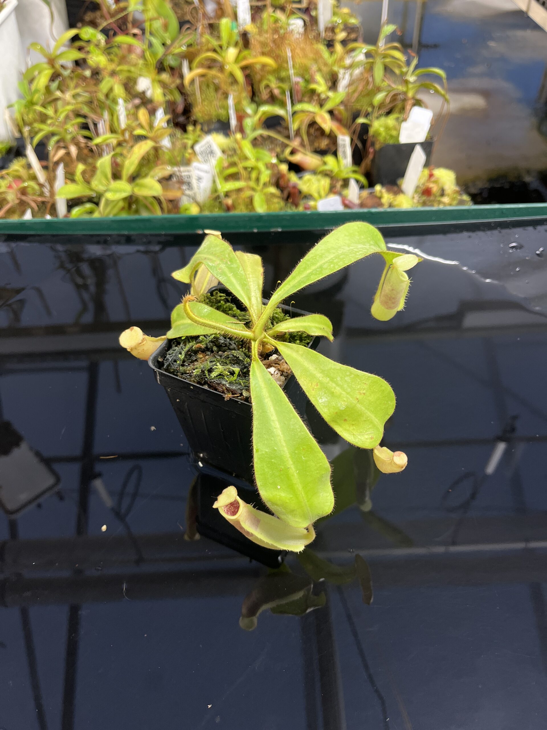 Close Up of Nepenthes veitchii | Borneo Exotics | BE-4087 | IN23855