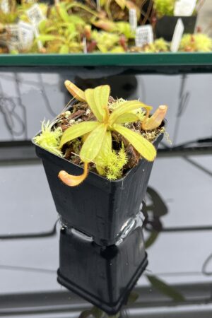 Close Up of Nepenthes veitchii {horticultural cross: yellow x striped peristome} | Best Carnivorous Plants | BCP-340 | IN24776