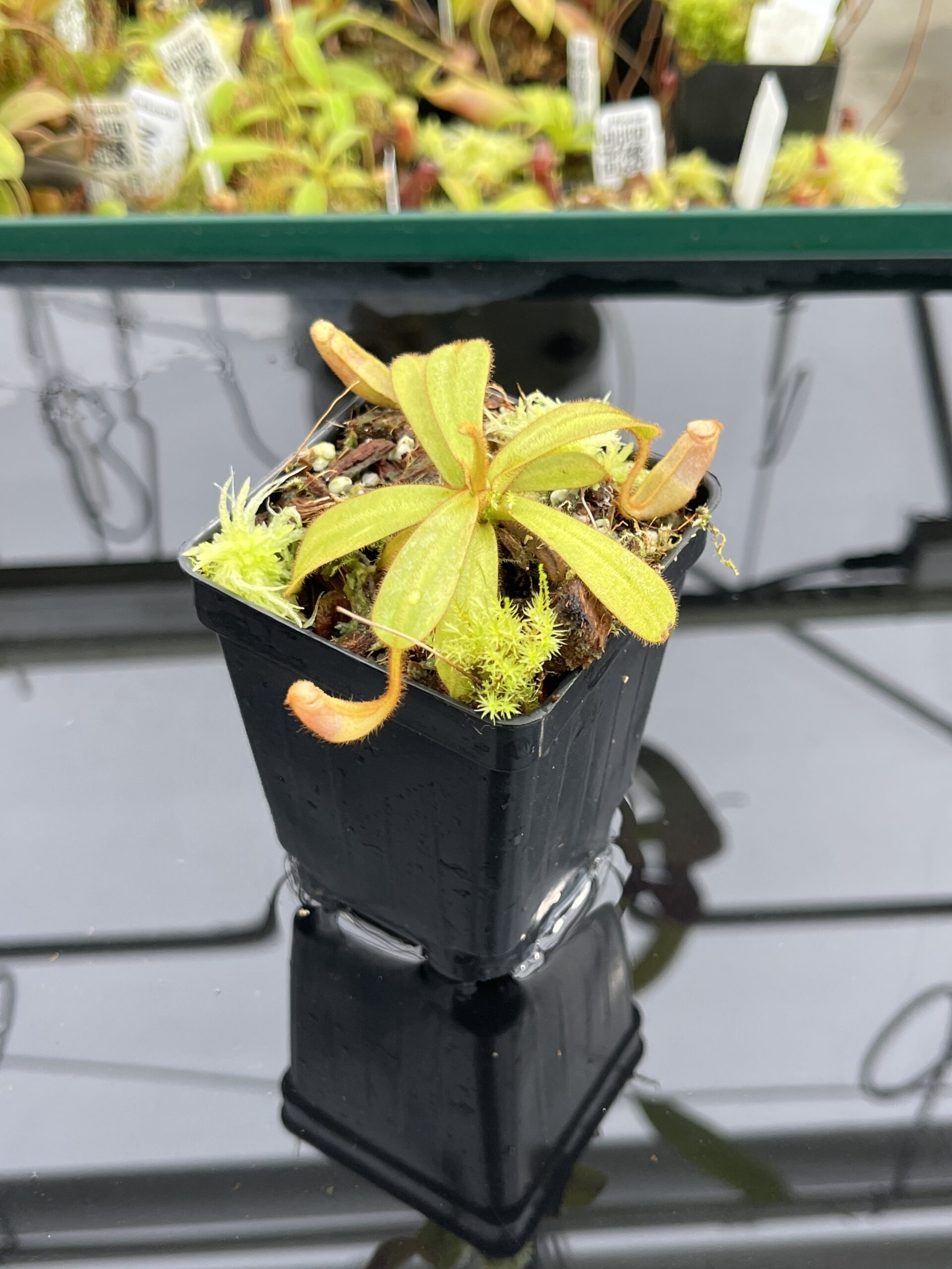 Close Up of Nepenthes veitchii {horticultural cross: yellow x striped peristome} | Best Carnivorous Plants | BCP-340 | IN24776