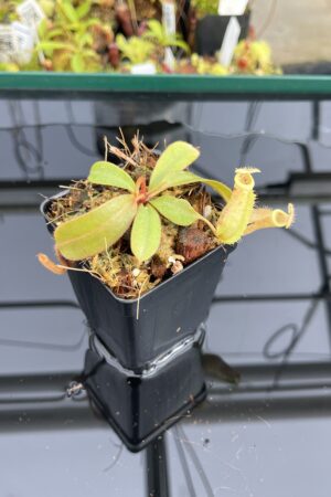 Close Up of Nepenthes veitchii long, striped x hamata | Jeremiah Harris | Clone 1 | Jeremiah Harris | JH-400.01 | IN23745