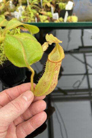 Close Up of Nepenthes veitchii long, striped x (truncata x spectabilis) | JH | Florae | Jeremiah Harris | JH-399.02 | IN24686