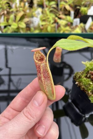 Close Up of Nepenthes (veitchii x burbidgeae) x (lowii x Gothica)-‘WP’ | Florae | Clone 11 | Florae Collaborative | FC-169.11 | IN24757