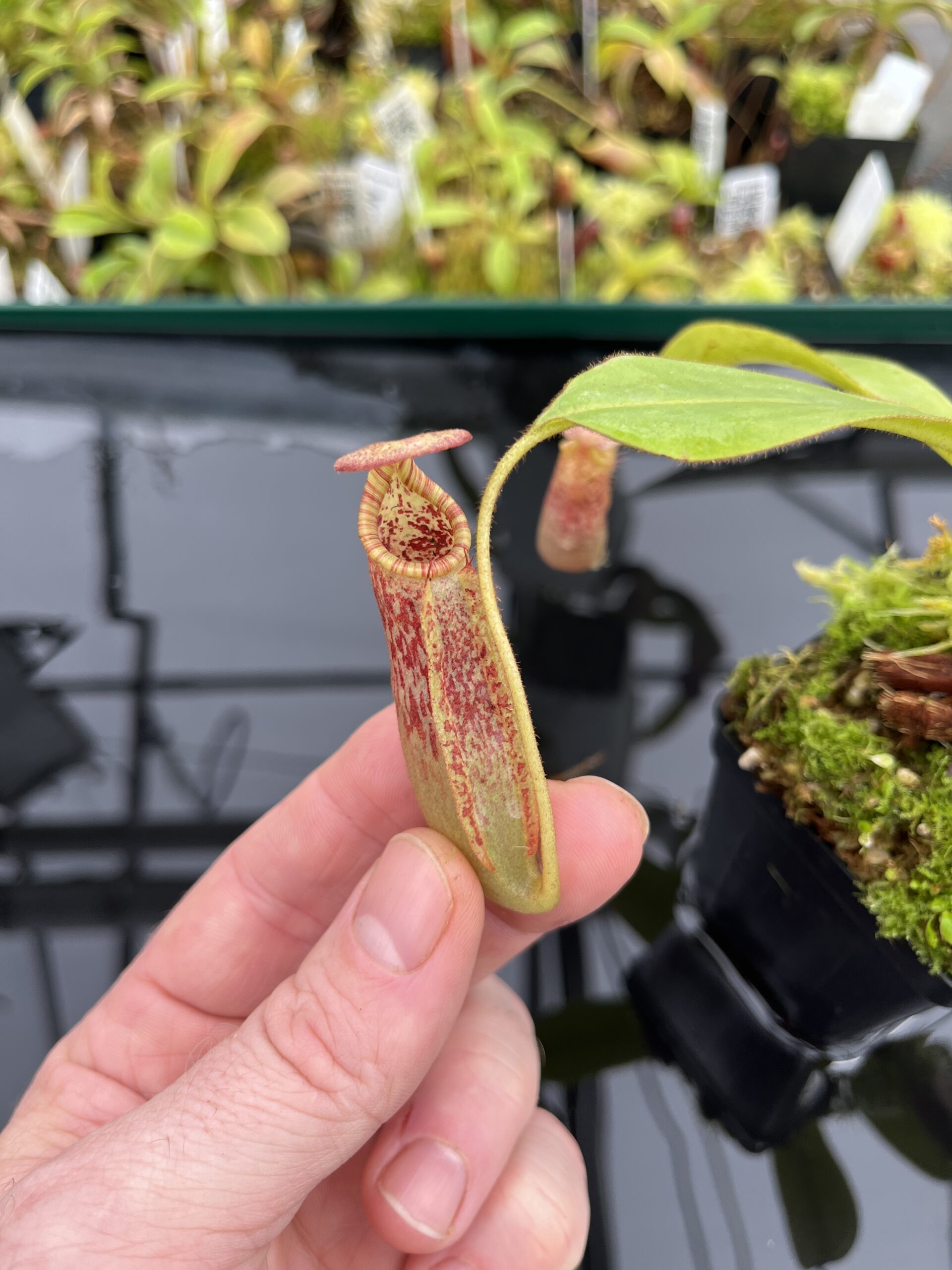 Close Up of Nepenthes (veitchii x burbidgeae) x (lowii x Gothica)-‘WP’ | Florae | Clone 11 | Florae Collaborative | FC-169.11 | IN24757
