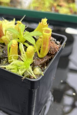 Close Up of Nepenthes (veitchii x lowii) x edwardsiana | Florae Collaborative | FC-122.03 | H23928