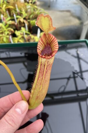 Close Up of Nepenthes (veitchii x lowii) x robcantleyi | Borneo Exotics | BE-3841 | IN23720