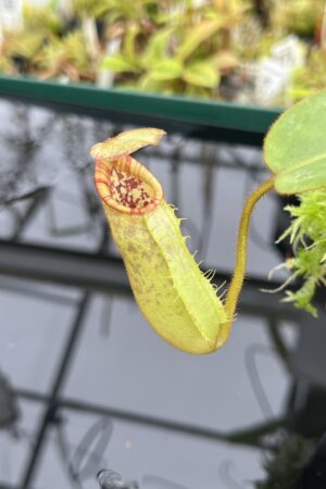 Close Up of Nepenthes (veitchii x lowii) x (spathulata x campanulata) | Florae Collaborative | FC-208 | IN24681