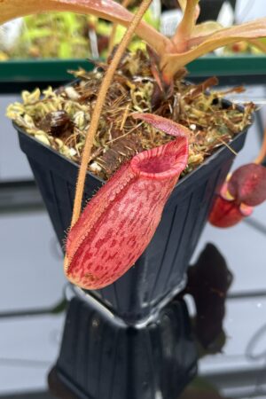 Close Up of Nepenthes (veitchii x lowii) x spectabilis | Borneo Exotics | BE-3400 | IN23905