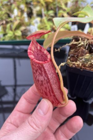 Close Up of Nepenthes (veitchii x lowii) x spectabilis | Borneo Exotics | BE-3400 | IN24752