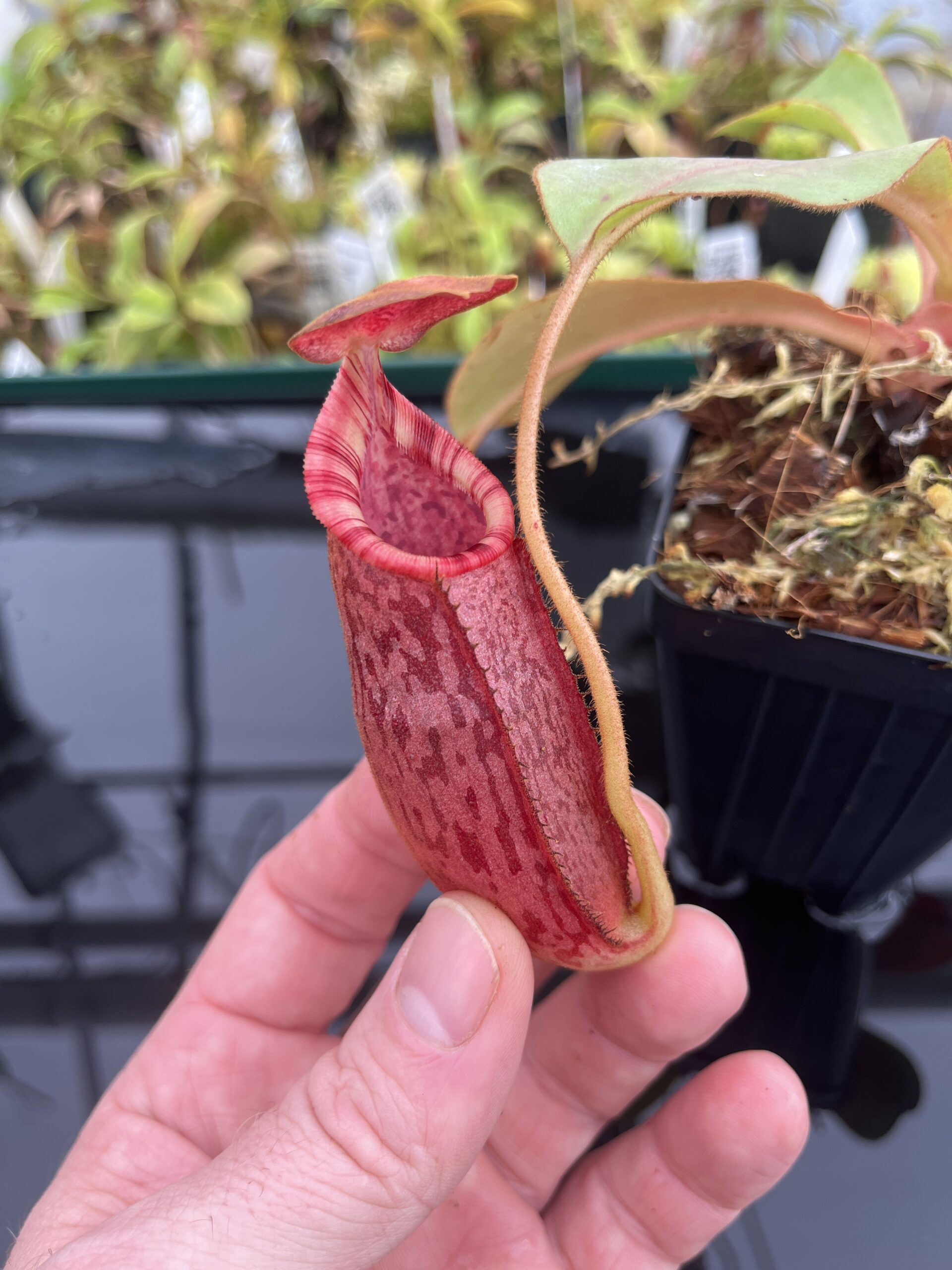 Close Up of Nepenthes (veitchii x lowii) x spectabilis | Borneo Exotics | BE-3400 | IN24752