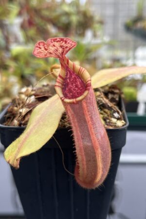 Close Up of Nepenthes (veitchii x platychila) x veitchii | Borneo Exotics | BE-4623 | IN24755