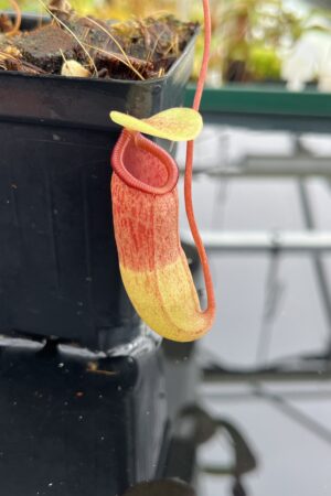 Close Up of Nepenthes ventricosa x sibuyanensis | Borneo Exotics | BE-3757 | IN24761