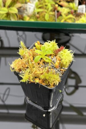 Close Up of Nepenthes villosa (Mt. Kinabalu, Borneo) | Clone: JG01 | Andreas Wistuba | AW-N_vil.17 | H23968