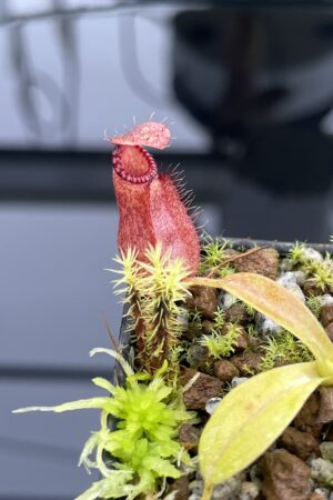 Close Up of Nepenthes villosa x hamata | Borneo Exotics | BE-4099 | H24717