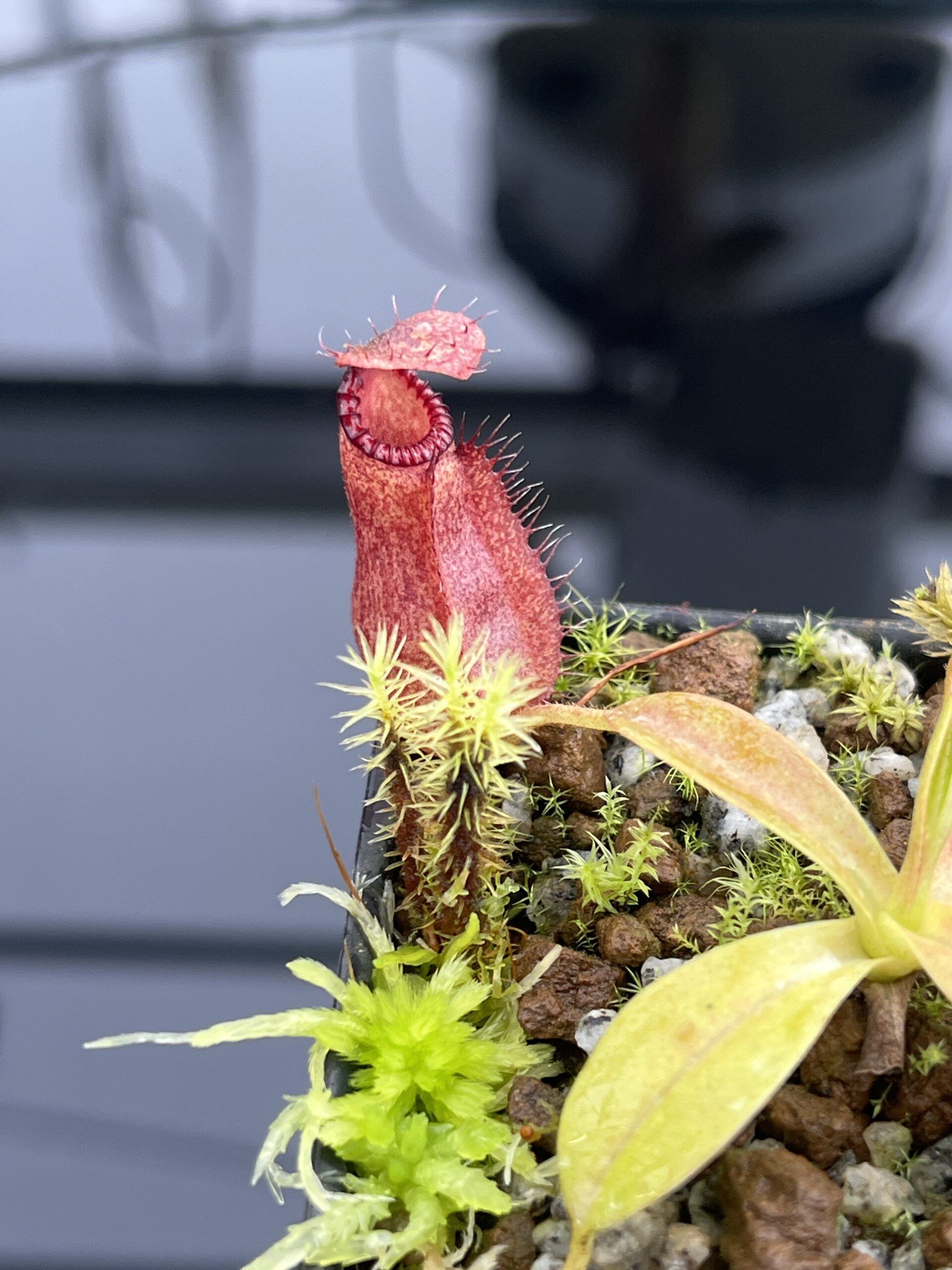 Close Up of Nepenthes villosa x hamata | Borneo Exotics | BE-4099 | H24717
