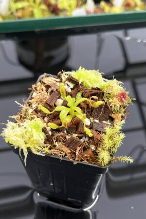 Close Up of Nepenthes villosa x lowii | Jeremiah Harris | JH-326.04 | H23869