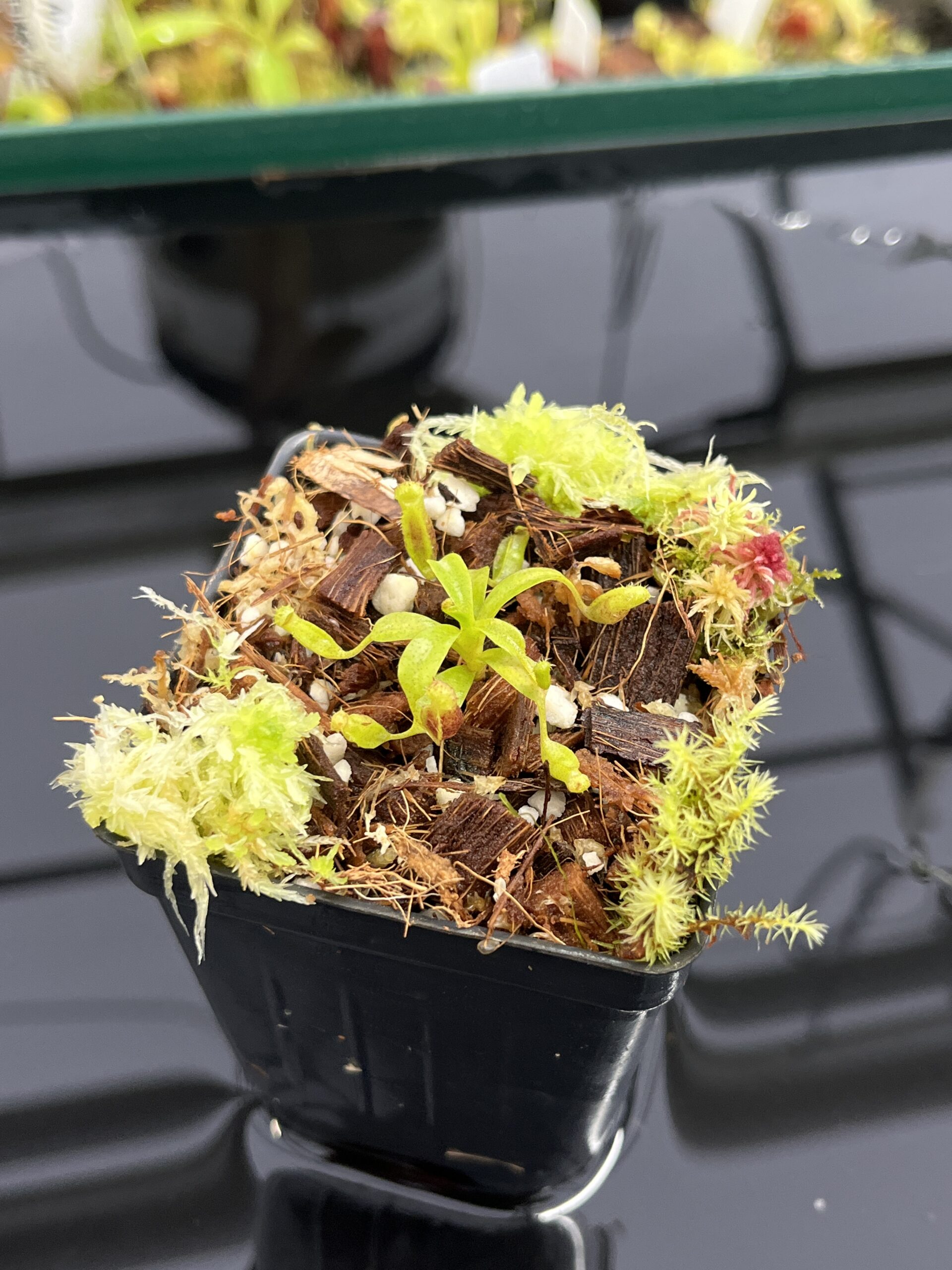 Close Up of Nepenthes villosa x lowii | Jeremiah Harris | JH-326.04 | H23869