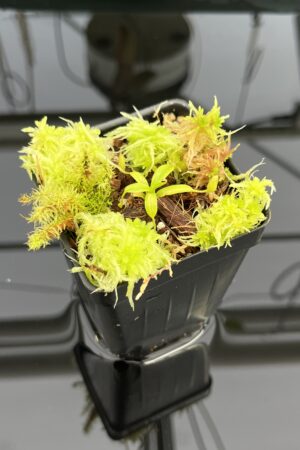 Close Up of Nepenthes (villosa x rajah) x villosa | JH | Clone 2 | Jeremiah Harris | JH-392.02 | H24716