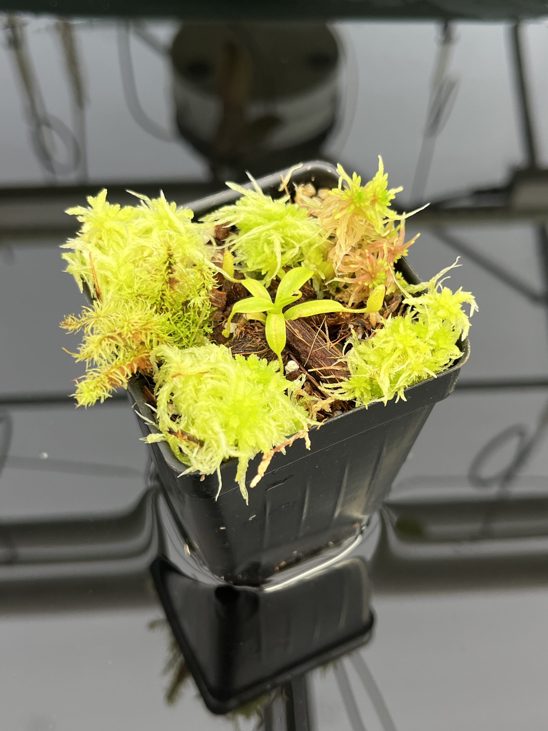 Close Up of Nepenthes (villosa x rajah) x villosa | JH | Clone 2 | Jeremiah Harris | JH-392.02 | H24716