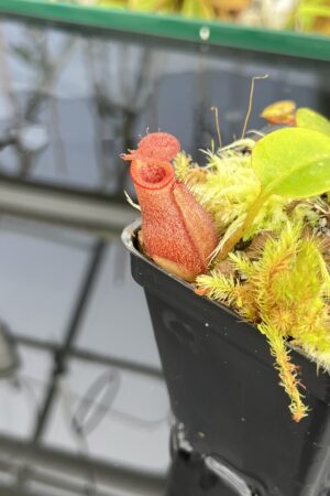 Close Up of Nepenthes villosa x robcantleyi | Borneo Exotics | BE-4079 | H23773