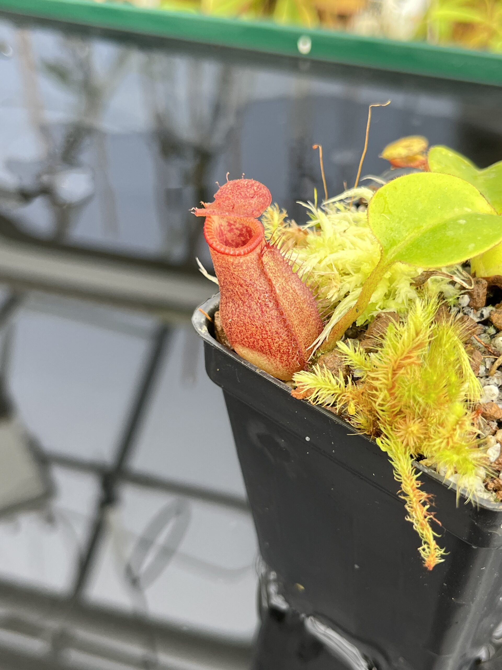Close Up of Nepenthes villosa x robcantleyi | Borneo Exotics | BE-4079 | H23773